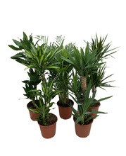 Grønne planter miks Ø24 x 110–130 cm